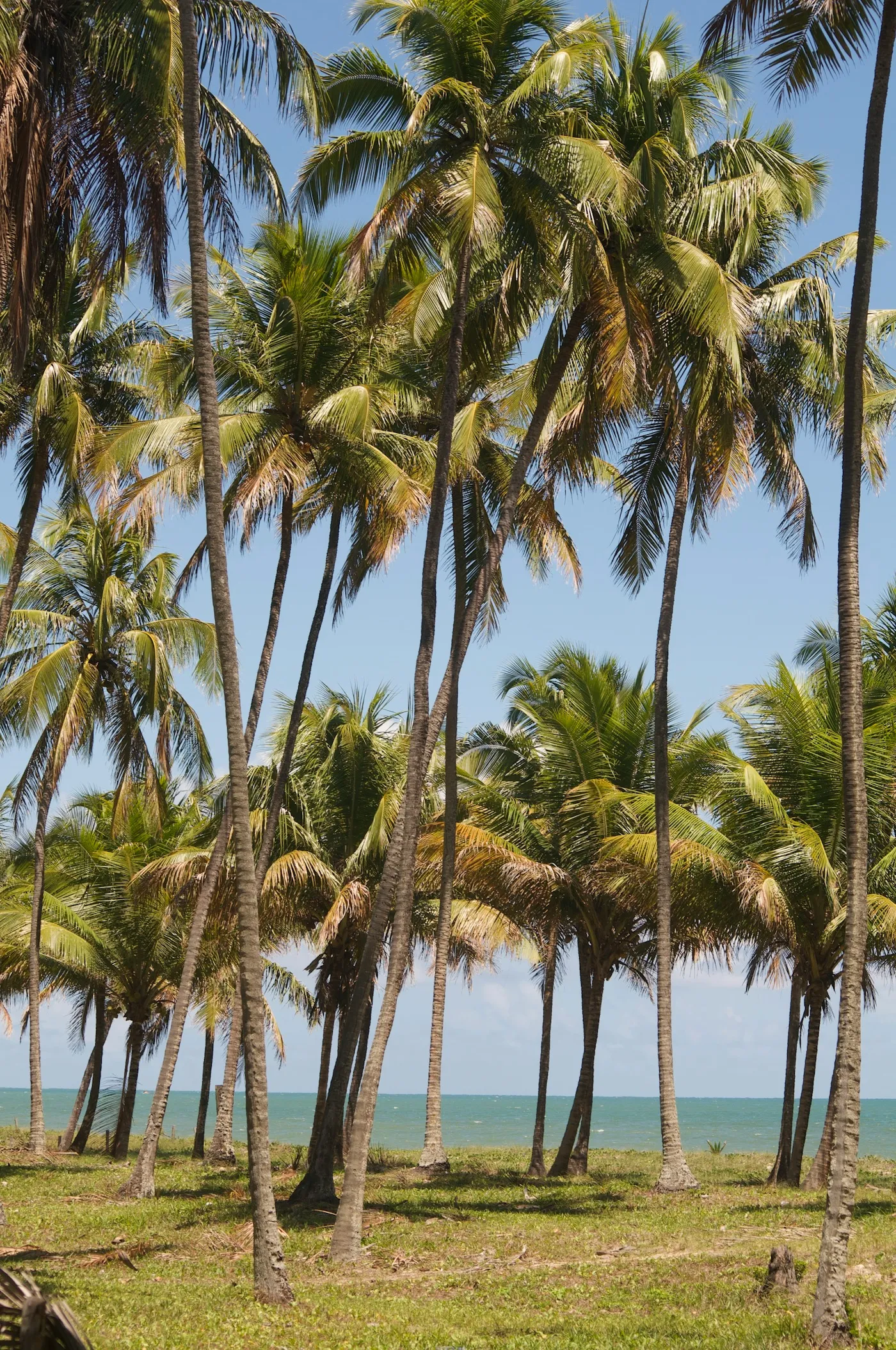 Brachiaria ou Panicum: qual escolher para pastagem em Minas Gerais