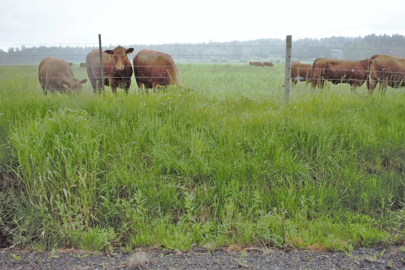Quanto uma pastagem bem formada pode aumentar sua produtividade por hectare em Minas Gerais