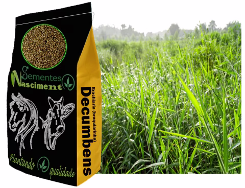 Decumbens