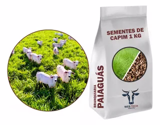 BRS Paiaguás